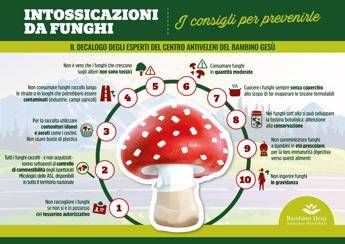 Funghi pericolosi, 10 regole per mangiarli in sicurezza Funghi pericolosi, 10 regole per mangiarli in sicurezza